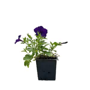 4 In. Blue Easy Wave Petunia Annual Plant with Dark Purple-Blue Flowers (3-Pack)
