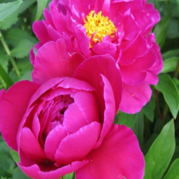 OnlinePlantCenter 2 gal. Karl Rosenfield Peony Plant