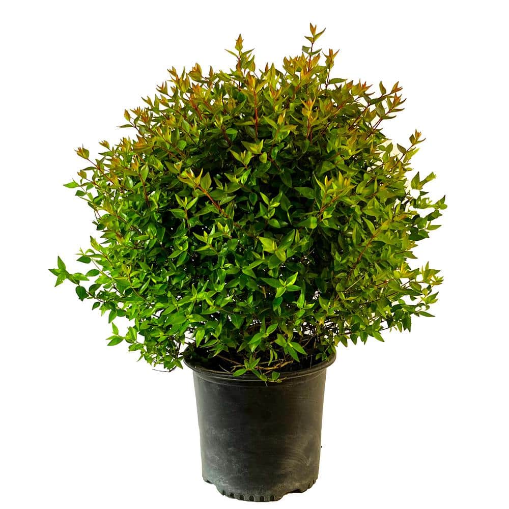 2.25 Gal. Edward Goucher Abelia Live Shrub with Pink Flowers