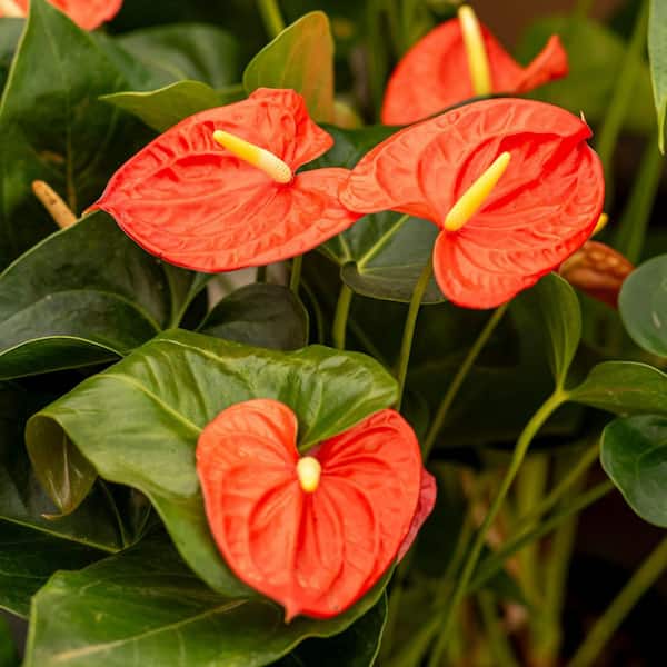 Lace Leaf Anthurium Aren't You Orange Plant in 6 in. Grower Container