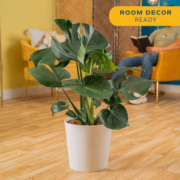 Have a question about Costa Farms Monstera Deliciosa Swiss Cheese Indoor  Plant, in 10 in. Decor Pot Avg. Shipping Height 2-3 ft. Tall? - Pg 1 - The  Home Depot