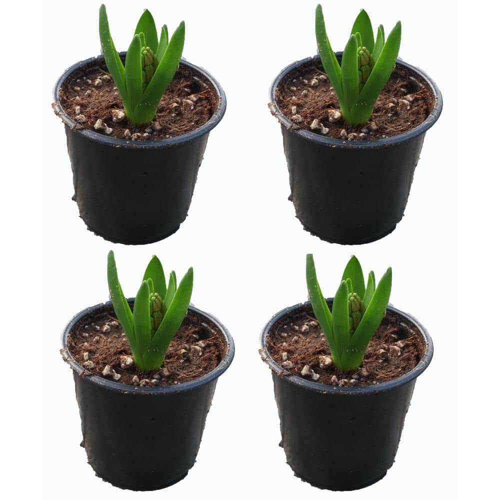1.0-pint Pink Annual Hyacinth (4-Pack)