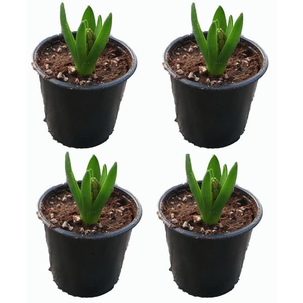 Unbranded 1.0-pint Pink Annual Hyacinth (4-Pack)