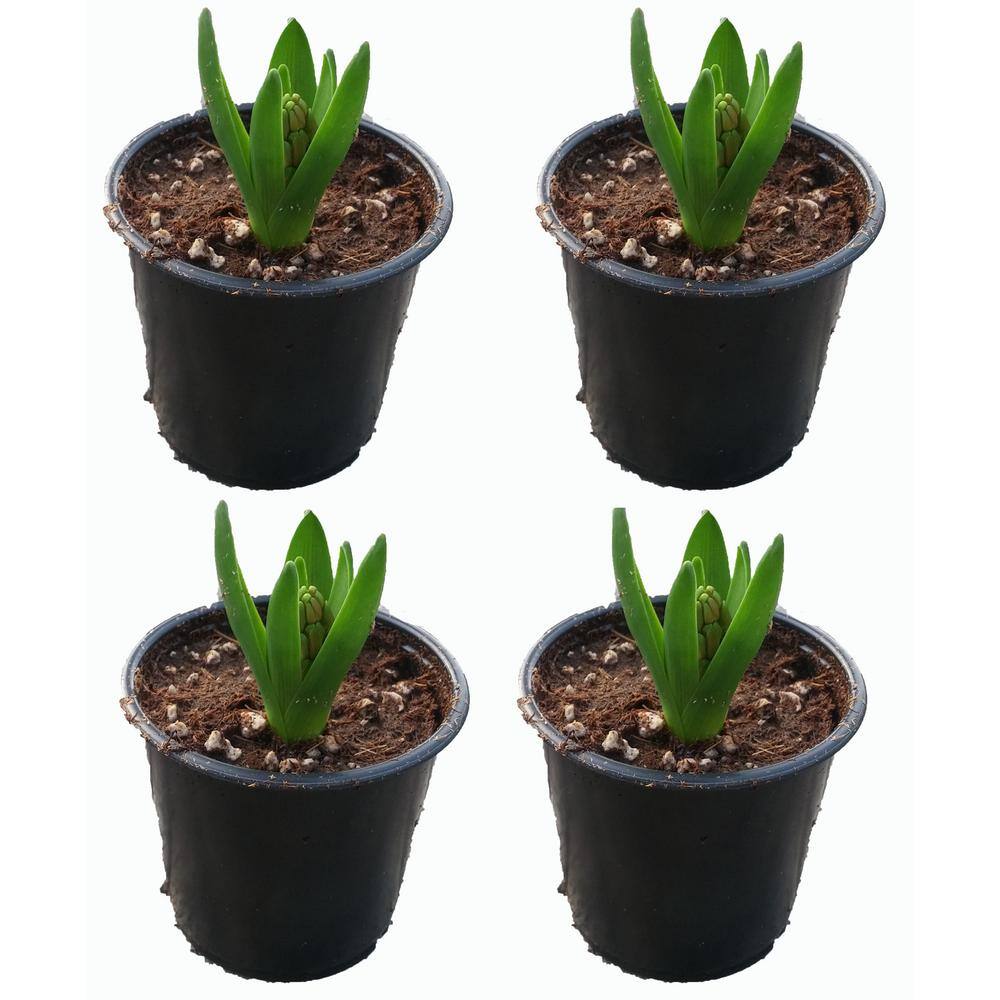 Annual Hyacinth Purple 1.0 PT - (4-Pack) 1741 - The Home Depot