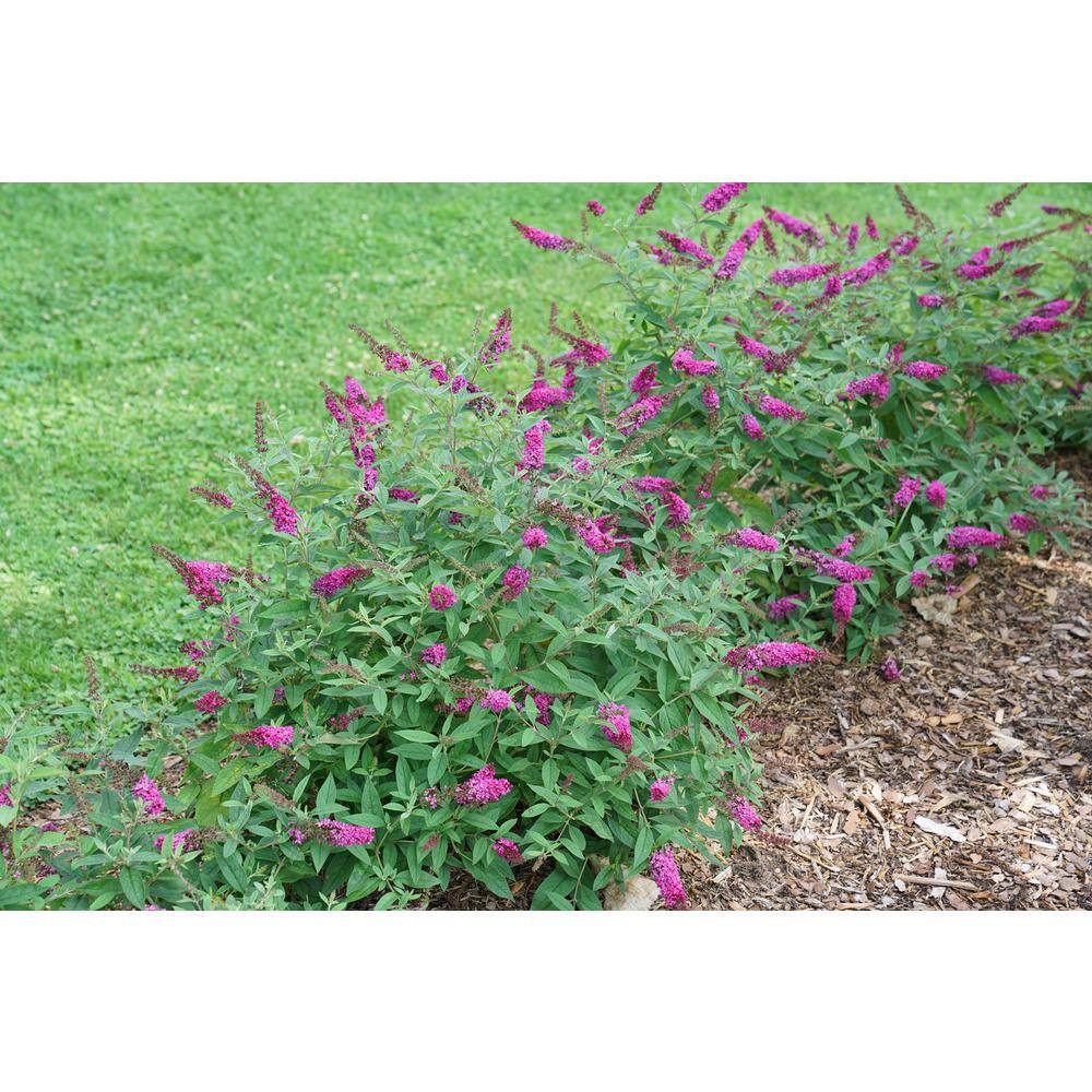 4.5 in. Ruby Chip Butterfly Bush with Magenta-Ruby Flowers