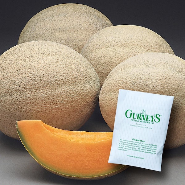 Gurney's Cantaloupe Athena Hybrid (25 Seed Packet)
