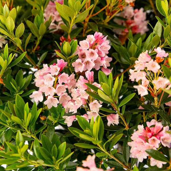 Bloomin' Easy 2 gal. Bloombux Magenta Rhododendron Live Shrub