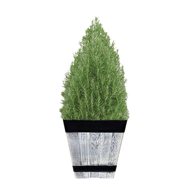 10 in. Rosemary Evergreen Plant in Decorative Pot with Pale Blue to White Flowers