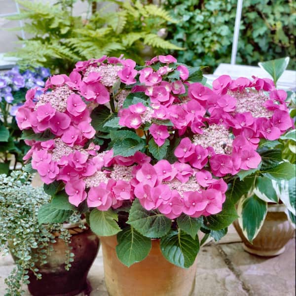national PLANT NETWORK 4 in. Hydrangea Preziosa (3-Pack) HD3195