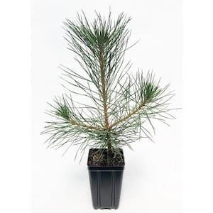 Austrian Pine Potted Evergreen Tree