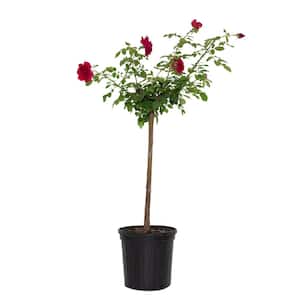 2 Gal. Queen of the Lakes Rose Tree