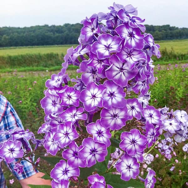 DIRECT GARDENING Goliath Tall Garden Purple Flowering Phlox