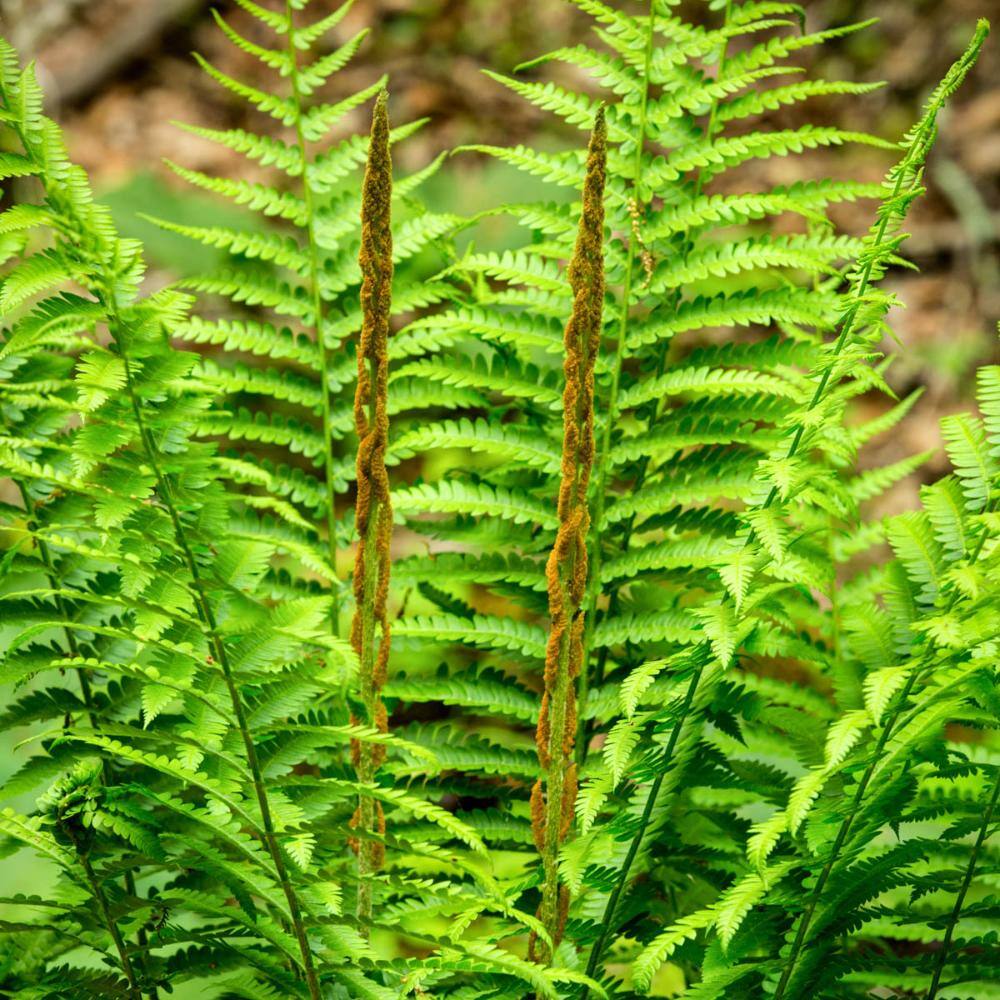 Cinnamon Fern Dormant Bare Root Shade Loving Perennial Starter Plant (1-Pack) price history on PriceWatchPro