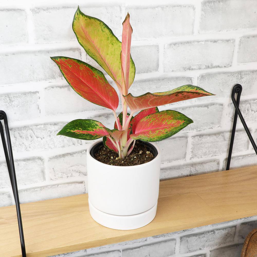 Aglaonema Red and Pink Variegated Indoor Plant in Black Plastic Pot