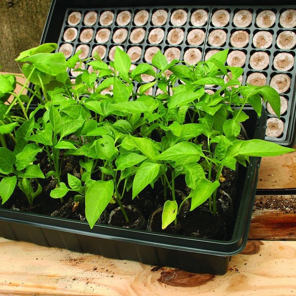 5 Pack of Jiffy 72 Peat Pellet Windowsill Greenhouse Seed Starting Kit J372 