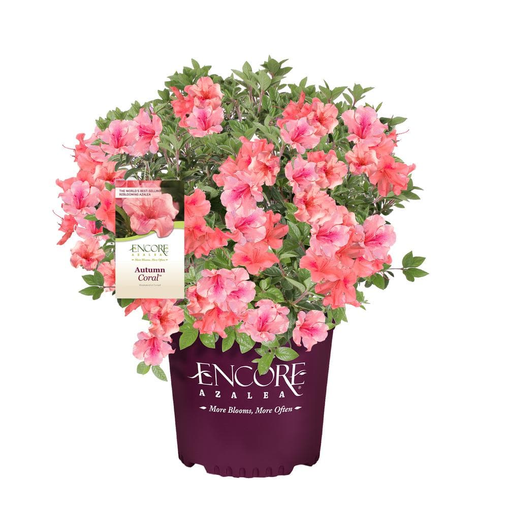 ENCORE AZALEA 2 Gal. Autumn Coral Azalea Shrub with Bright ENCORE AZALEA 2 Gal. Autumn Coral Azalea Shrub with Bright