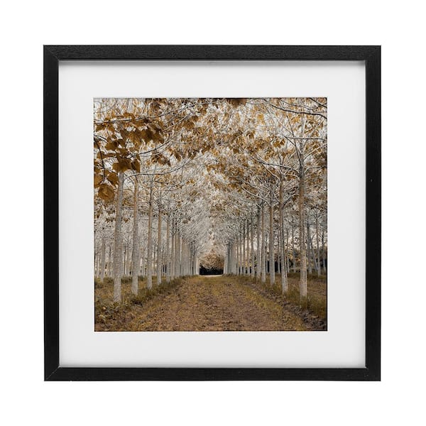 White Gold Birch Grove by Assaf Frank 1 Piece Black Under Glass Framed Nature Graphic Art Print 13 in. x 13 in.