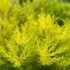 Alder & Oak #5 Container Sunset Gold Coleonema Evergreen Confetti Shrub (2-pack) DISU05