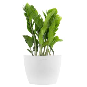 ZZ Plant Zamioculcas Zamiifolia Easy Care Low Light Plant in 6 inch Premium Sustainable Ecopots Pure White Pot