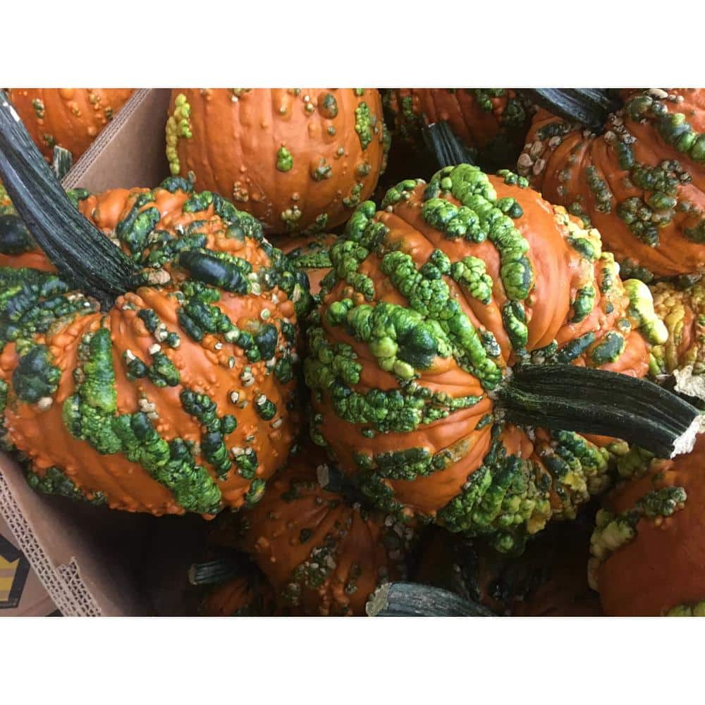 Knucklehead Pumpkin 768986600439 - The Home Depot