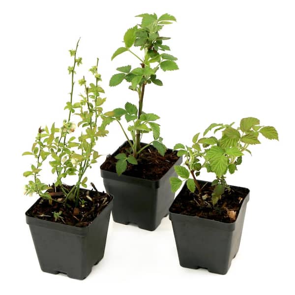 BUSHEL AND BERRY 3.5 In. Bushel and Berry Northern Smoothie Collection Blueberry-Blackberry-Raspberry Live Plants (3-Pack)