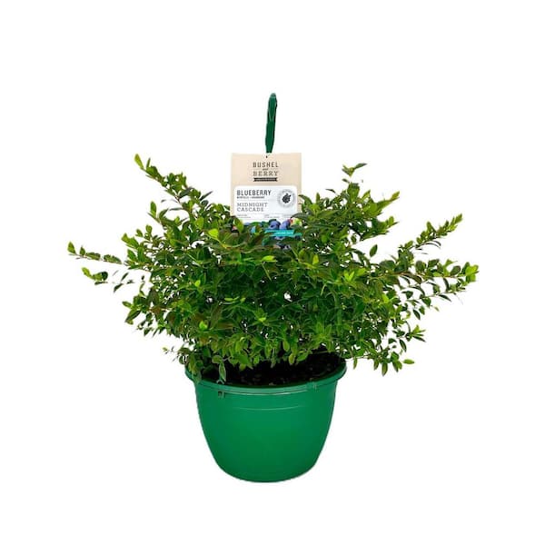 10 in. Bushel and Berry Midnight Cascade Fruit Bearing Potted Blueberry Plant in Hanging Basket