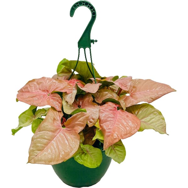 Vigoro 8 in. Syngonium Pink Neon Plant in Hanging Basket