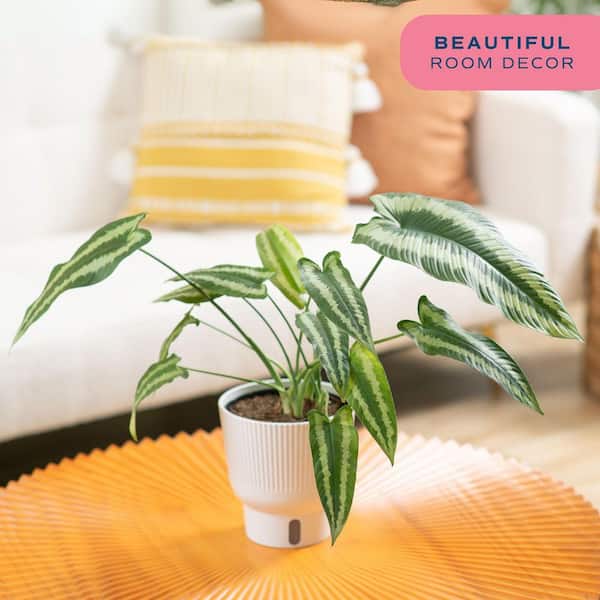 Trending Tropical Silver Indukan Plant in 6 in. Self-Watering Planter, Average Shipping Height 1-2 ft. Tall