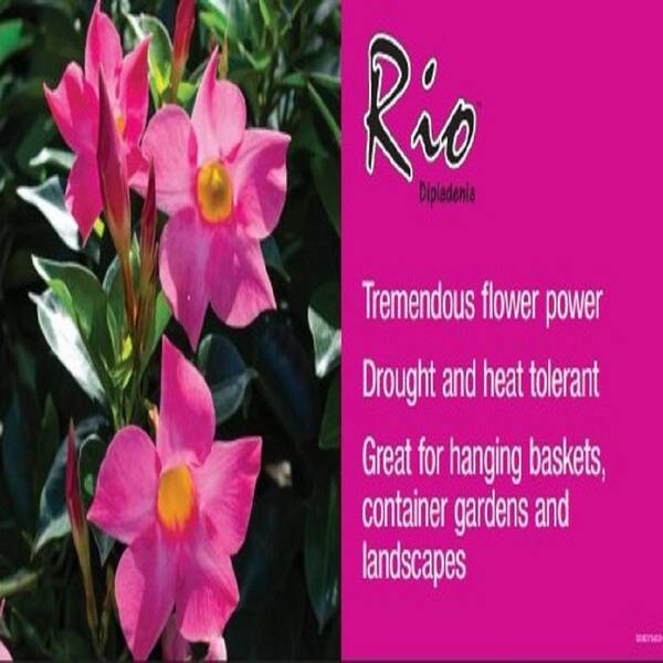 Rio 1.5 Pint. Dipladenia Flowering Annual Shrub with Red, Pink, White ...