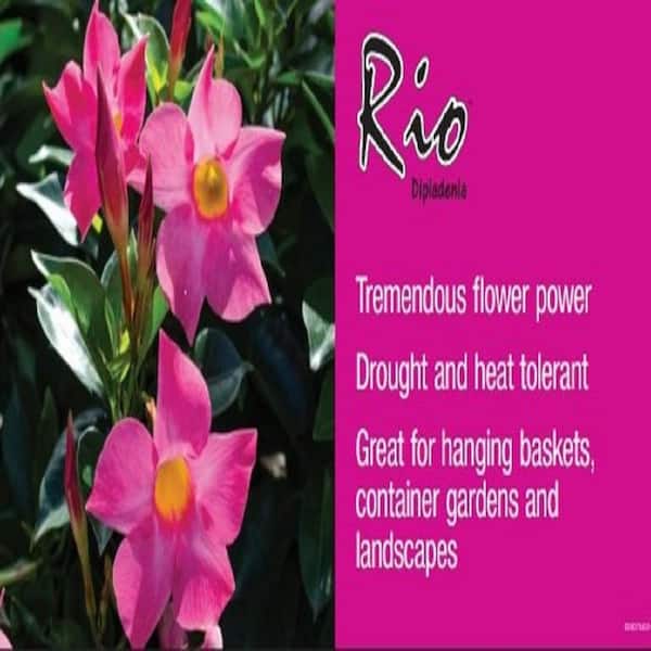 Rio - 0.9 Gal. (#9) Dipladenia Flowering Annual Shrub with Red Blooms