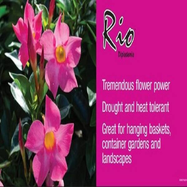 Rio dipladenia poisonous to hot sale dogs