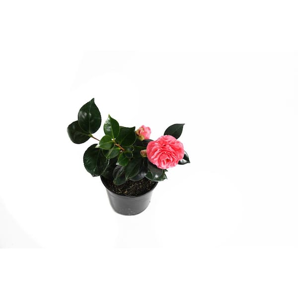EVERDE GROWERS 2.5 qt. Camellia in the Pink CAMJAF8601 - The Home