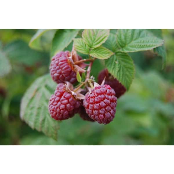 Sweet Berry Selections Heritage Red Raspberry Fruit Bearing Potted Plant