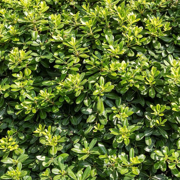 Reviews for FLOWERWOOD 2.5 Gal. Green Pittosporum (Japanese Mock