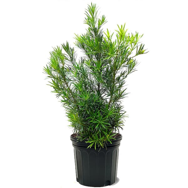#7 Pot Yew Podocarpus Macrophyllus Evergreen Shrub