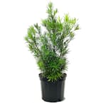 #7 Pot Yew Podocarpus Macrophyllus Evergreen Shrub