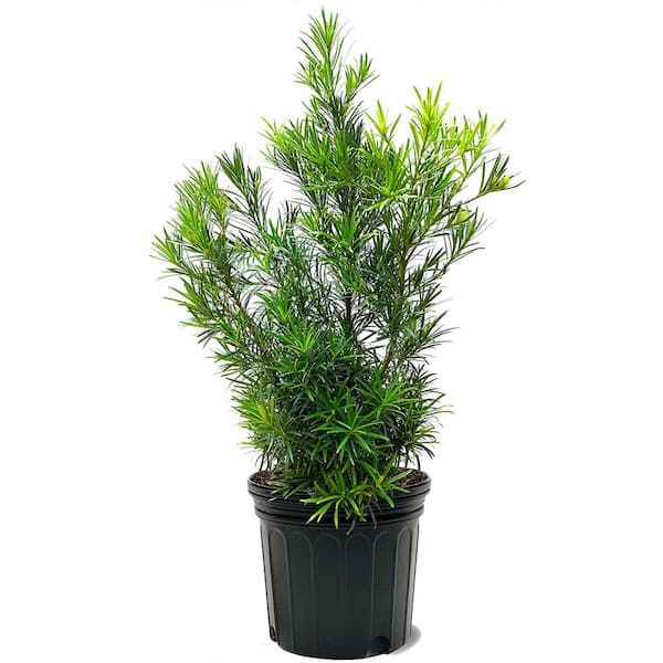 Unbranded #7 Pot Yew Podocarpus Macrophyllus Evergreen Shrub