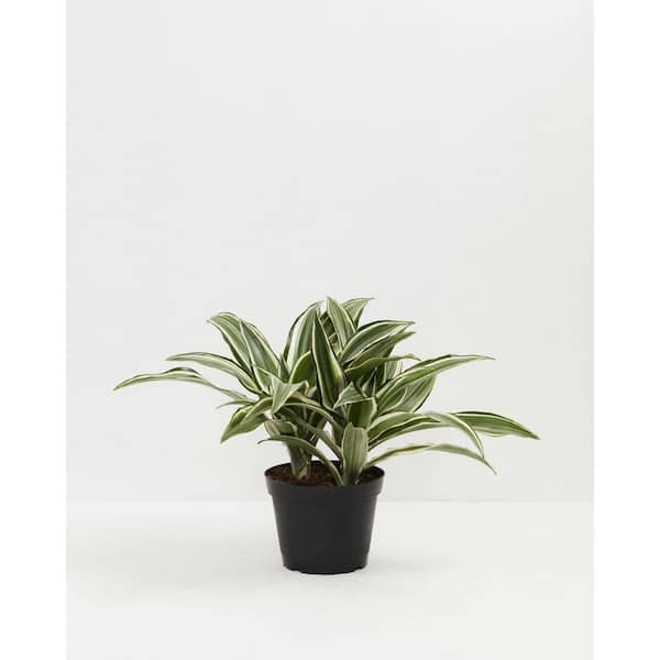 LIVELY ROOT 6 in. White Stripe Dragon Tree (Dracaena Warneckii) Plant in Grower Pot