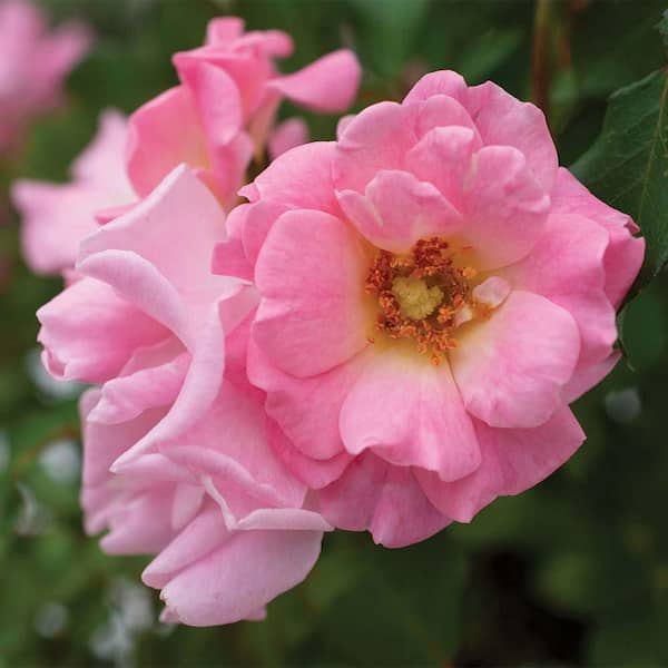 Drift 2 Gal. Blushing Rose Plant with Soft Pink Flowers 17232