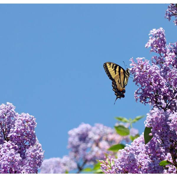 Lilac Blossoms Plug in Refill