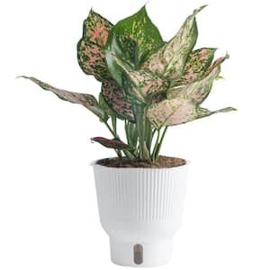 Trending Tropical Assorted Chinese Evergreen Colorful Aglaonema Indoor Plant 6 in. Self-Watering Pot, Grower's Choice