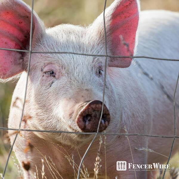 Fencer Wire 4 ft. x 50 ft. 12.5-Gauge Welded Wire Fence with 4 in. x 4 in. Mesh, Galvanized Welded Fence Wire Roll WB125-4X50M44