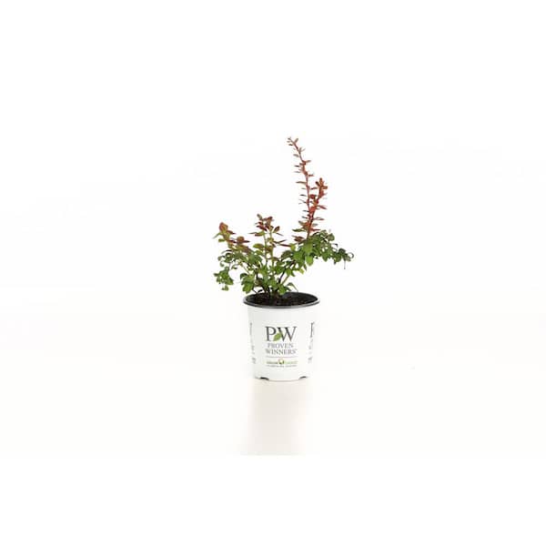 4.5 in. qt. Sunjoy Tangelo Barberry (Berberis) Live Shrub, Orange and Green Foliage