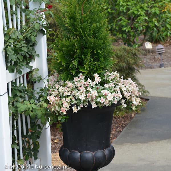 Vigoro 1 Gal. Snow-N-Summer Asiatic Jasmine (Trachelospermum) Variegated Foliage and White Flowers, Live Groundcover Plant