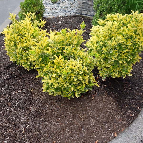 national PLANT NETWORK 1 Gal. Euonymus Golden Flowering Shrub with