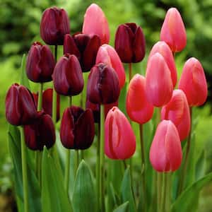 Tulips Park Avenue Blend Set of 15 Bulbs