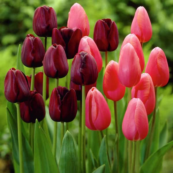VAN ZYVERDEN Tulips Park Avenue Blend Set of 15 Bulbs