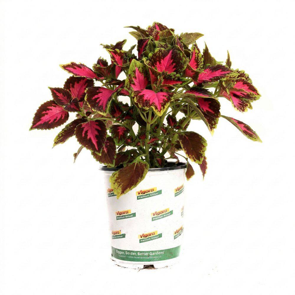 1 Qrt Sun Coleus Annual Plant Chocolate Covered Cherry (2-Pack) price history on PriceWatchPro