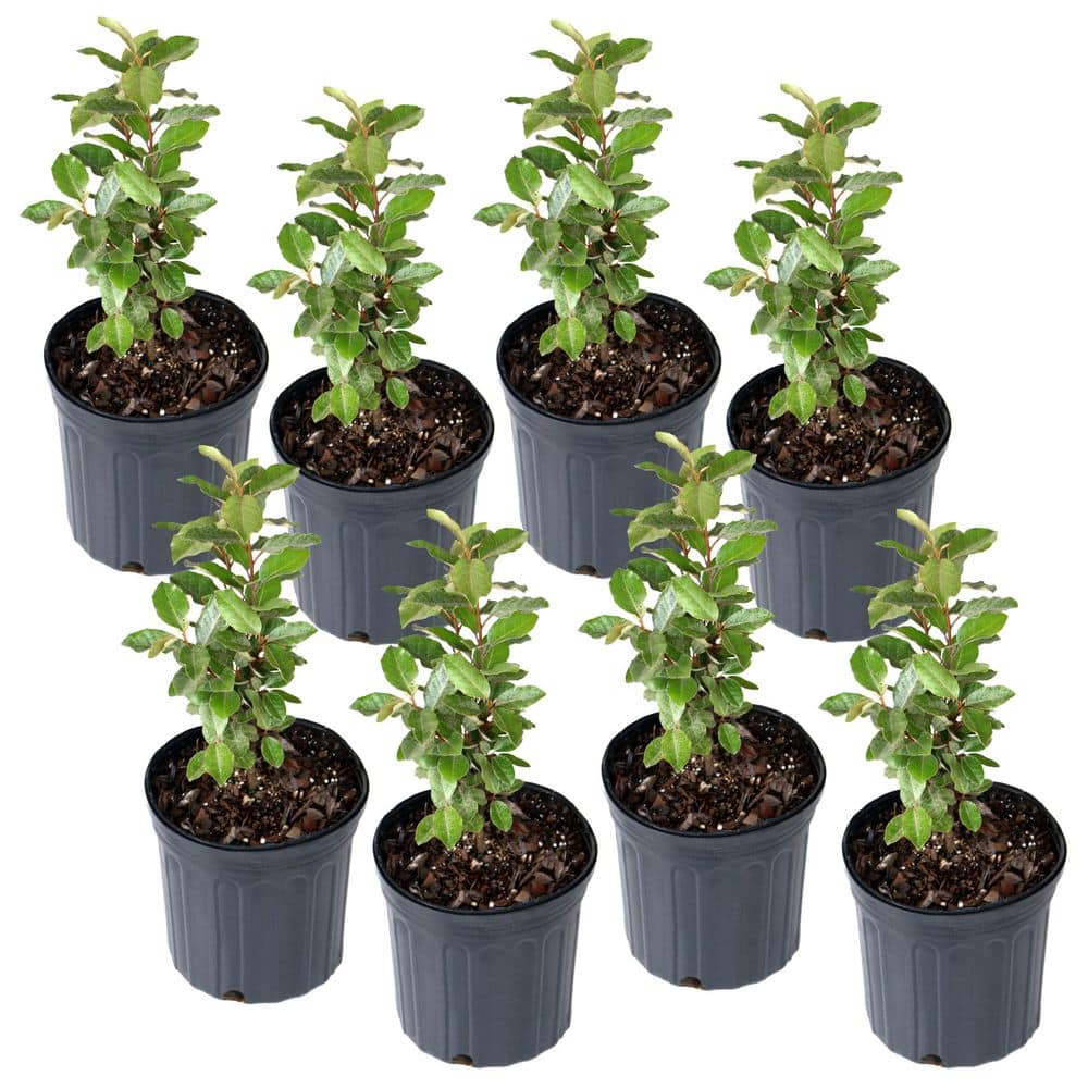 shrubs-bushes-hd7177c-64_1000.jpg