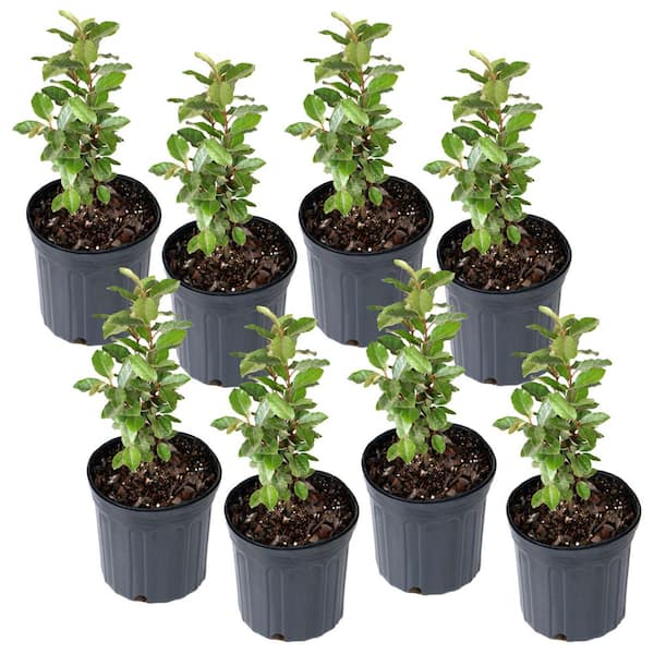 1 Gal. Elaeagnus Shrub (8-Pack)